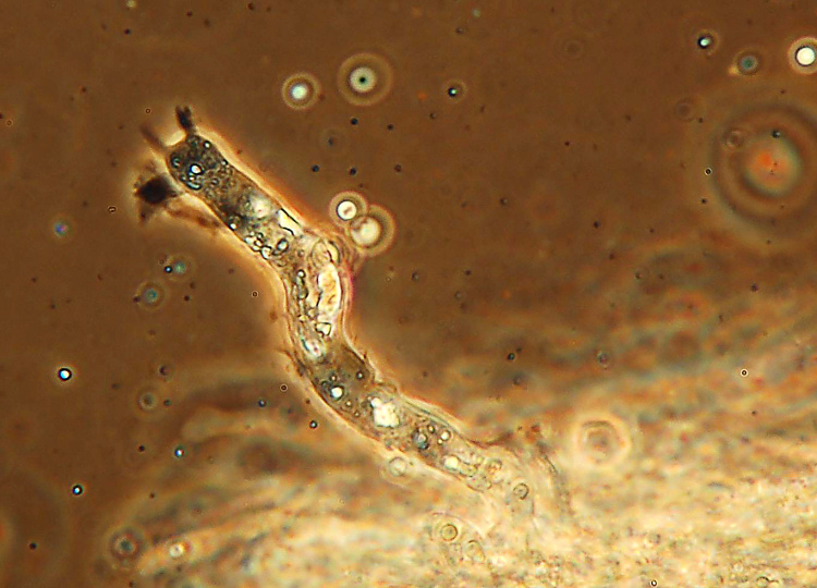 identificazione10 (Coniophora puteana)